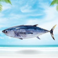 سمك التونة محلي 1 كيلو