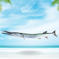 سمك الحاقول محلي نصف كيلو