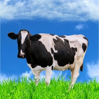 ربع عجل بلدي