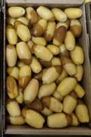 رطب سلج المدينة كرتون