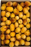 رطب ام رحيم حساوي كرتون