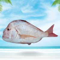 سمك قرقفان محلي نصف كيلو