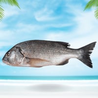 سمك سبيطي محلي نصف كيلو