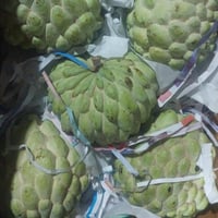 فاكهة القشطة السرسوب كرتون