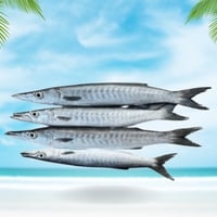 سمك باراكودا محلي نصف كيلو