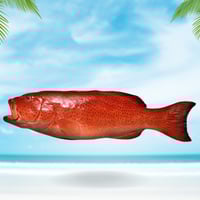 سمك ناجل محلي نصف كيلو