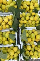 تين حساوي اصفر سكري /3 كرتون