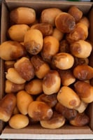 رطب سكري المدينة كرتون