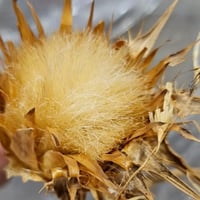 عشبة شوك الحليب (حرشيف بري) 100 غرام