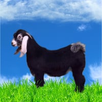 تيس عارضي الوزن كامل من 9-15 كغ