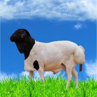 خروف مستورد 14-17 كغ