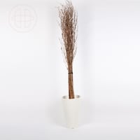 غصين طبيعي مجفف مع فروع لولبية طويلة - لون بني