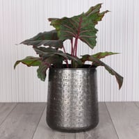 حوض اصيص معدني مزخرف نقش- أسود - بمقاسين