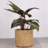 حوض اصيص فخار خارجي وداخلي - بني منقوش تنقيط - بمق...