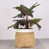 حوض اصيص فخار خارجي وداخلي منقوش مع إطار بيج - بمق...