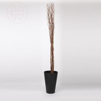 غصين البتولا الطبيعي المجفف - بأغصان طويلة مستقيمة...