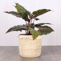 حوض اصيص فخار خارجي وداخلي بامبو - إطار هدب سكري -...