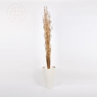 غصين البتولا الطبيعي المجفف - بأغصان طويلة مستقيمة...