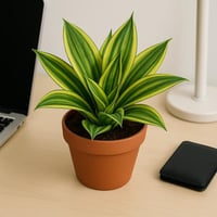 سانسيفيريا قزم مبرقشة