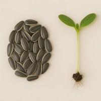 بذور - سن فلور