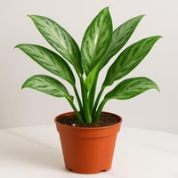 أجلاونيما "سيلفر باي - حجم صغير