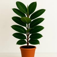 فيكس المطاط - حجم صغير