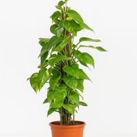 بوتس - متسلق