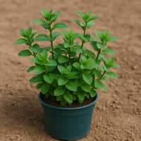 نعناع مغربي