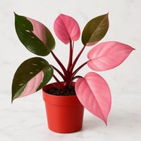 فيلوديندرون بينك برنسيس - حجم كبير