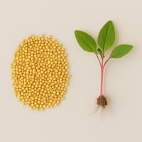 بذور - قطيفة