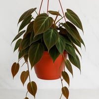 فيلوديندرون ميكانس - متوسط