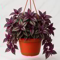 تريدسكانتيا زبرينا - حجم كبير