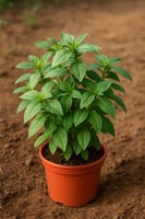 ريحان بلدي - حجم متوسط