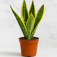 جلد النمر - حجم صغير