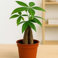 باشيرا - قزميه