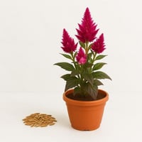 بذور - سيلوزيا