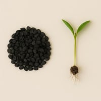 بذور - البصل