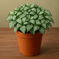 فيتونيا - ابيض