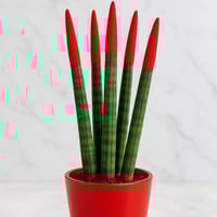 صبار الرمح الافريقي - احمر