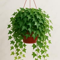 هيدرا - حجم كبير