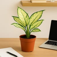 اجلونميا أبيض