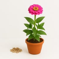 بذور - زينيا