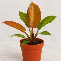 فيلوديندرون أورانج- حجم متوسط