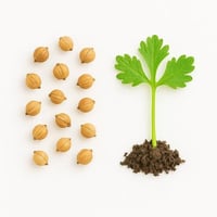 بذور - كزبرة