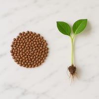 بذور - مجد الصباح