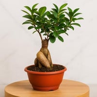 بونساي - حجم صغير