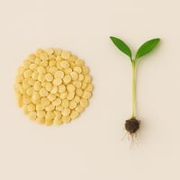 بذور - فلفل رومي