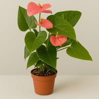 الأنتوريوم