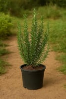 اكليل الجبل