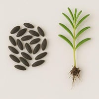 بذور - اكليل الجبل